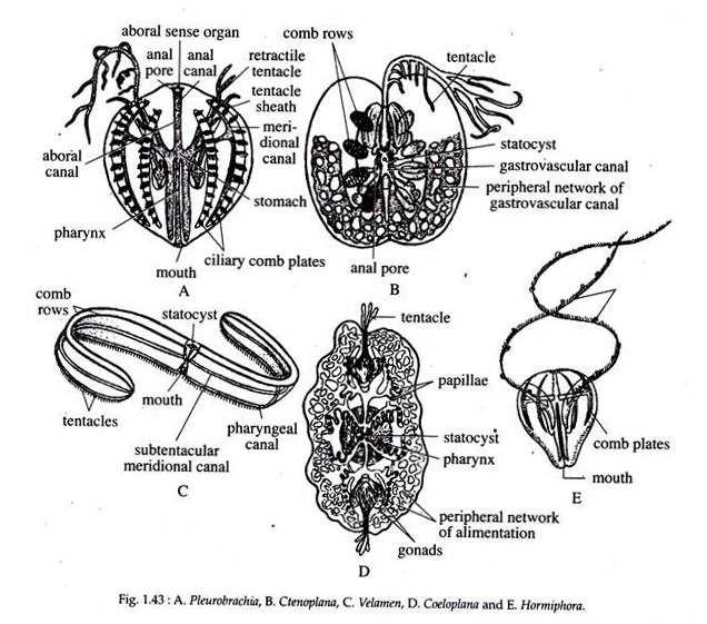 Pleurobrachia, Ctenoplana, Velamen, Coeloplana and Hormiphora