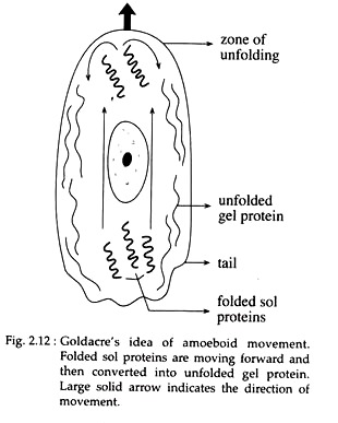 Goldacre's Idea of Amoeboid Movement