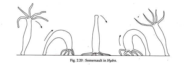 looping movement in hydra