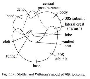 Ribosome Meaning Types and Structure