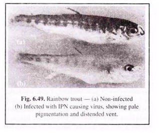 Rainbow Trout