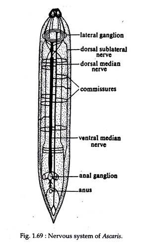 Nervous System of Ascaris