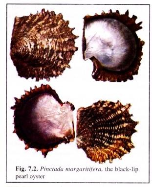 Pinctada Margaritifera, the Black-Lip Pearl Oyster