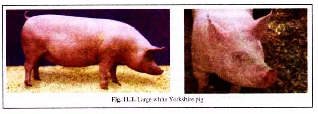 Large White Yorkshire Pig