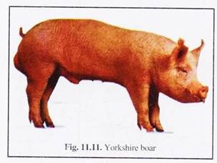 Yorkshire Boar