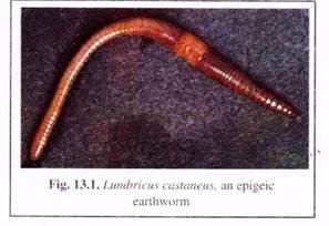 Lumbricus Castaneus