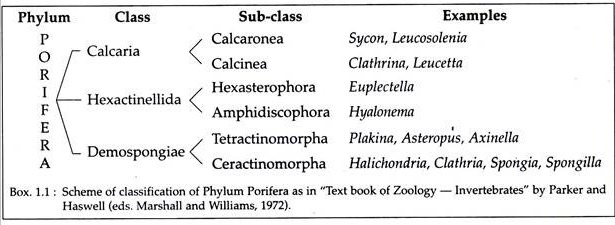Classification of Phylum Porifera