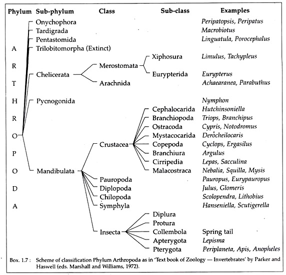 Scheme of Classification Phylum Arthropoda