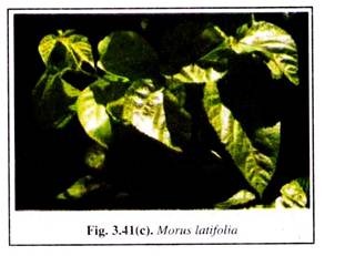 Morus Latifolia