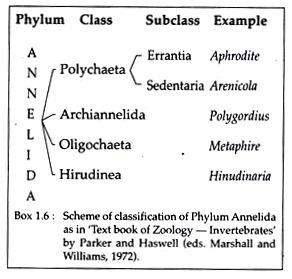 Scheme of Classification of Phylum Annelida