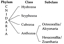 Phylum, Class and Subclass