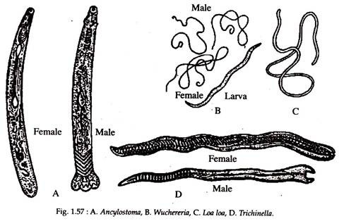 Ancylostoma, Wuchereria, Loa Loa and Trichinella
