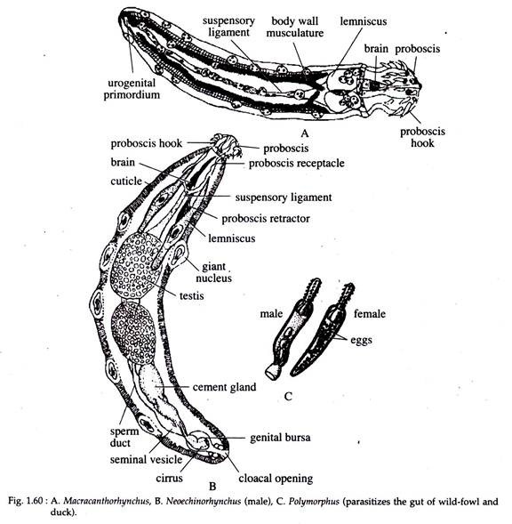Macracanthorhynchus, Neochinorhynchus, Polymorphus