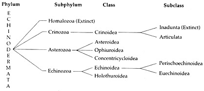Phylum, Subphylum, Class and Subclass