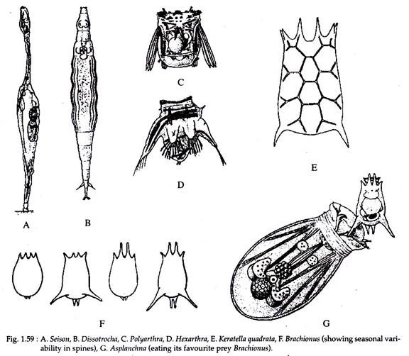 Seison, Dissotrocha, Polyarthra, Hexarthra, Keratella, Brachionus and Asplanchna