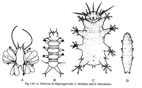 Tamarctus, Megastygarctides, Batillipes and Macrobiotus