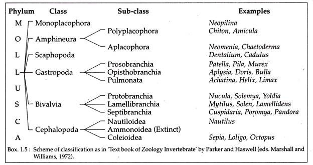 Scheme of Classification