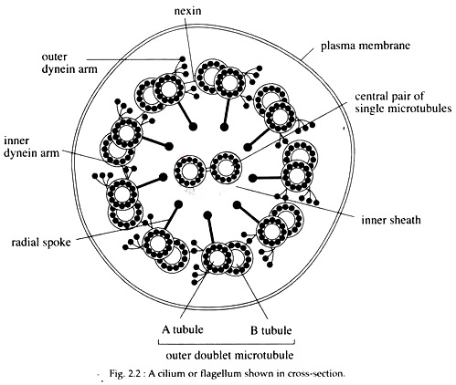 Cillium or Flagellum Shown in Cross-Section