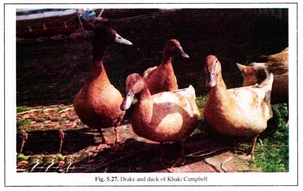 Drake and Duck of Khaki