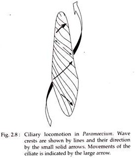 Ciliary Locomotion in Paramoecium