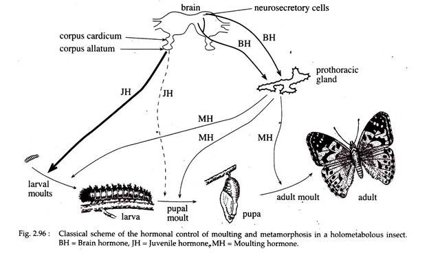 Classical Scheme of the Hormonal Control