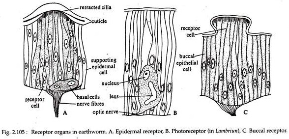 Receptor Organs in Earthworm