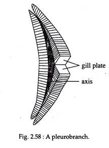 Pleurobranch