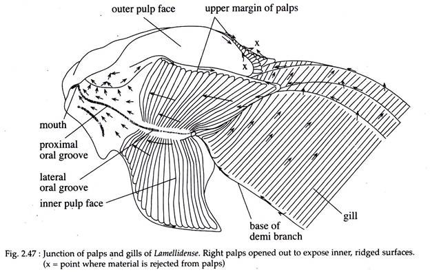 Junction of Palps and Gils of Lamellidense