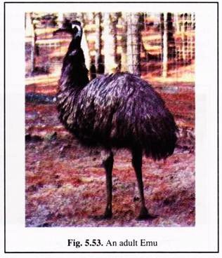 Adult Emu