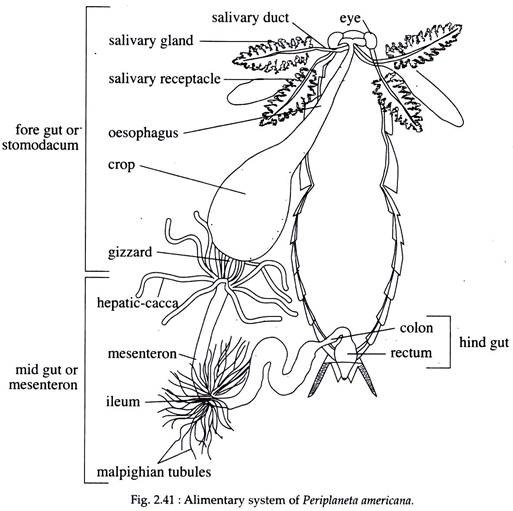 Alimentary System of Periplaneta Americana