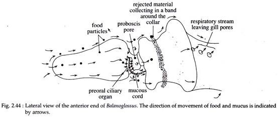 Lateral View of the Anterior and Balanoglossus