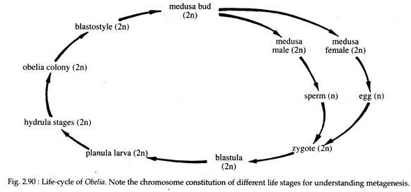 Life History of Obelia