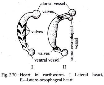 Heart in Earthworm