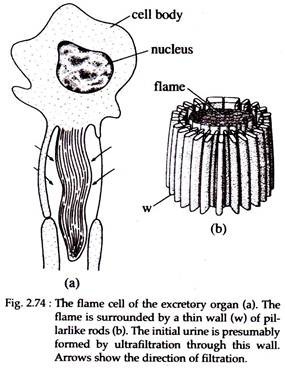 Flame Cell of the Excretory Organ
