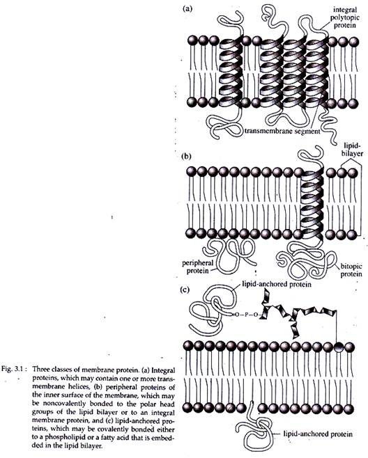 Three Classes of Membrane Protein