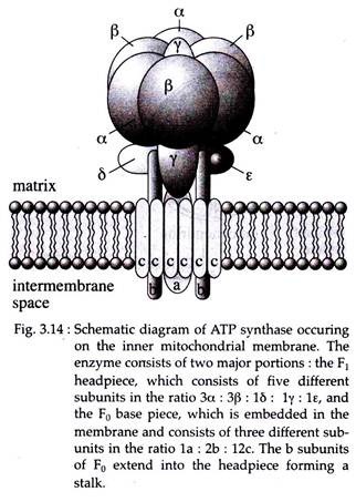 ATP Synthase Occuring on the Inner Mitochondrial Membrane