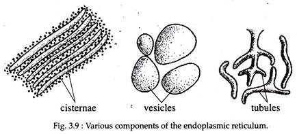 Various Components of the Endoplasmic Reticulum