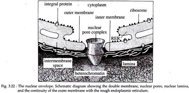 Nuclear Envelope