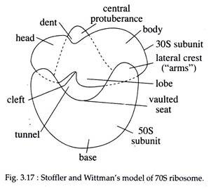 Stoffler and Wittman's Model of 70S Ribsome