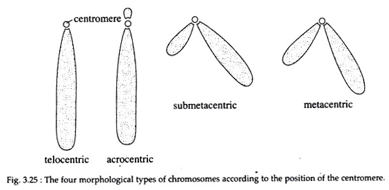 Four Morphological types of Chromosomes