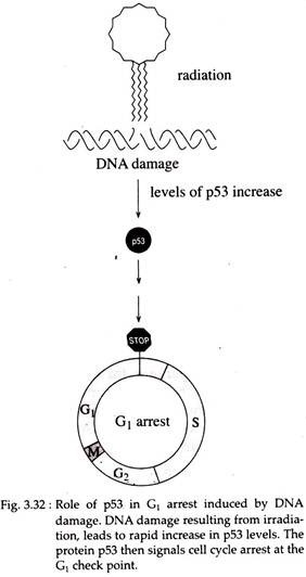 Role of P53 in G1 Arrest