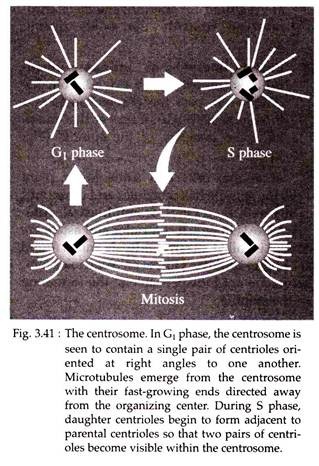 Centrosome