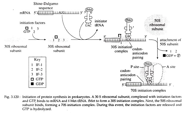 Initiation of Protein Synthesis in Prokaryotes