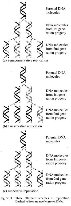 Three Alternate Schems of Replication