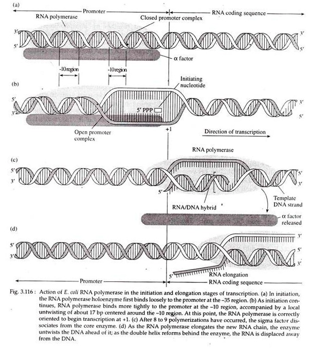 Action of E.Coli RNA Polymerase