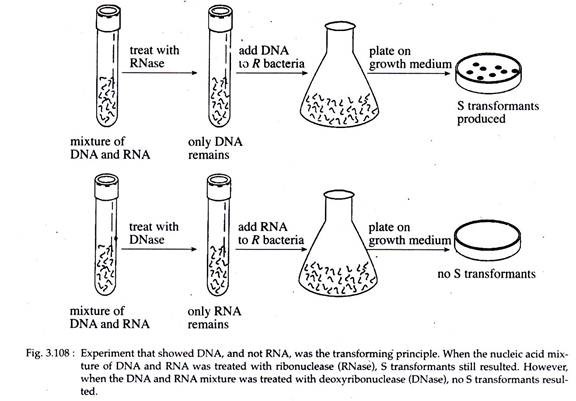 Experiment that showed DNA and Not RNA