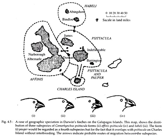 Geographic Speciation in Darwin's Finches
