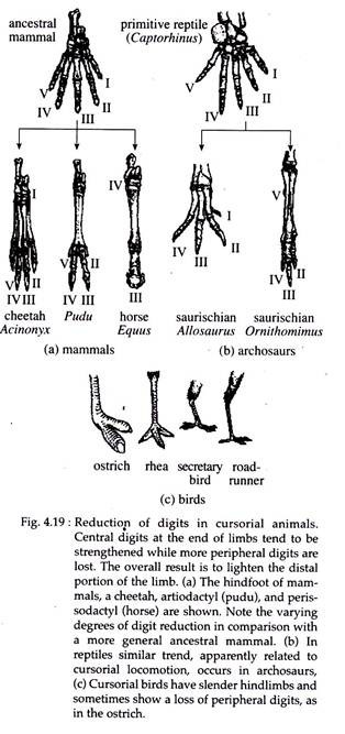 Reduction of Digits in Cursorial Animals