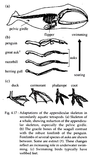 Adaptations of the Appendicular Skeleton