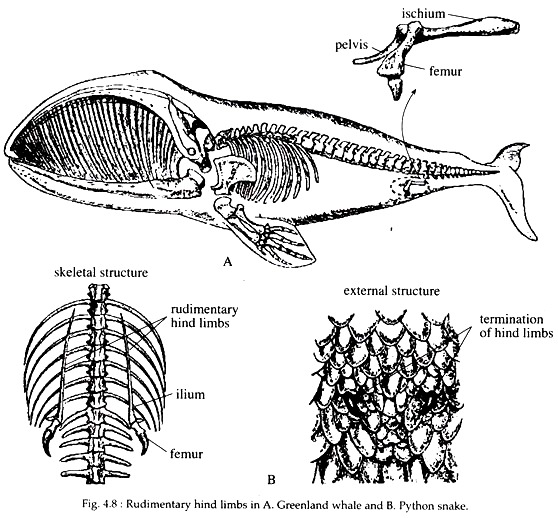 Rudimentary Hind Limbs